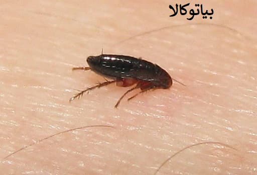 از بین بردن کک در خانه و دامداری